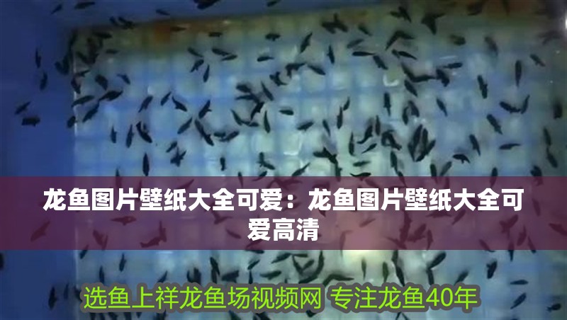 龍魚圖片壁紙大全可愛：龍魚圖片壁紙大全可愛高清