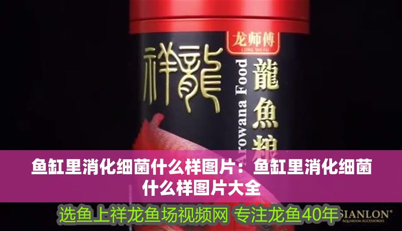 魚缸里消化細菌什么樣圖片：魚缸里消化細菌什么樣圖片大全