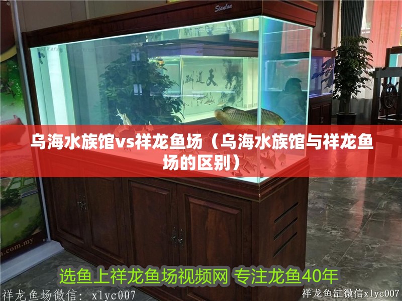 烏海水族館vs祥龍魚場（烏海水族館與祥龍魚場的區(qū)別）