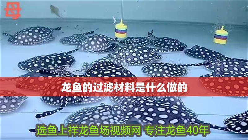 龍魚的過濾材料是什么做的