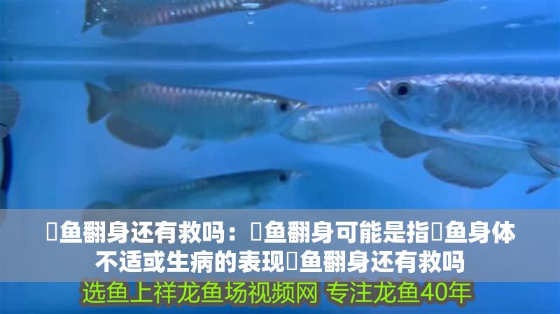 魟魚翻身還有救嗎:魟魚翻身可能是指魟魚身體不適或生病的表現魟魚翻身還有救嗎 魟魚百科 第2張 魟魚翻身還有救嗎:魟魚翻身可能是指魟魚身體不適或生病的表現魟魚翻身還有救嗎 魟魚翻身還有救嗎:魟魚翻身可能是指魟魚身體不適或生病的表現魟魚翻身還有救嗎 魟魚百科 第2張