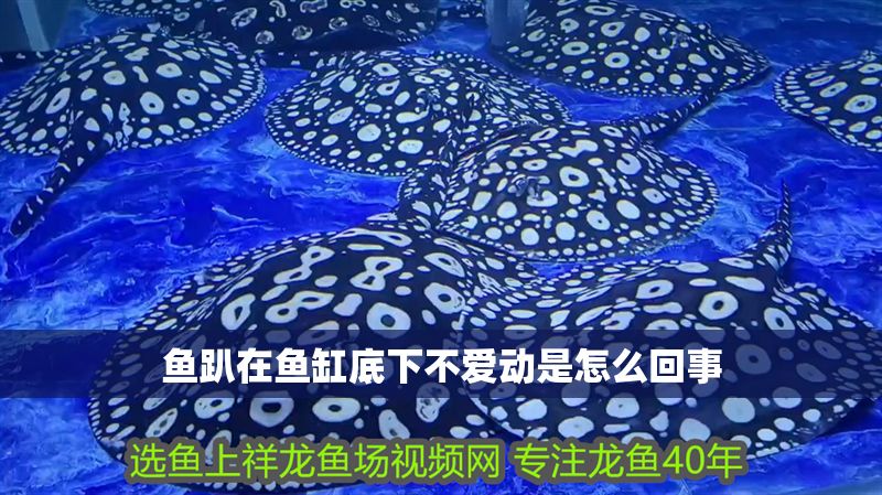 魚趴在魚缸底下不愛動是怎么回事