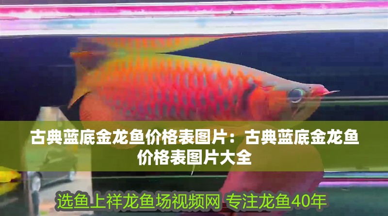古典藍底金龍魚價格表圖片：古典藍底金龍魚價格表圖片大全 古典藍底金龍魚價格表圖片：古典藍底金龍魚價格表圖片大全 水族問答