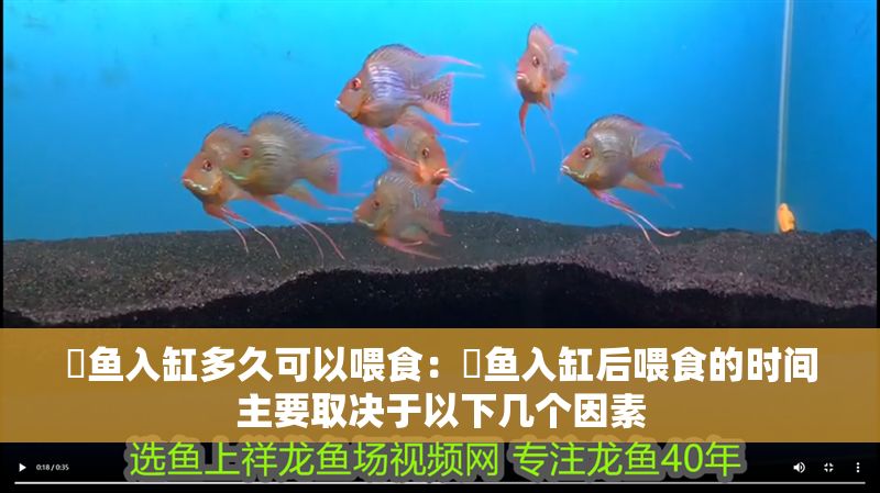 魟魚入缸多久可以喂食：魟魚入缸后喂食的時間主要取決于以下幾個因素