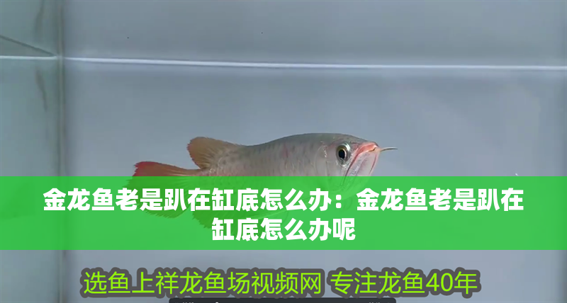 金龍魚老是趴在缸底怎么辦：金龍魚老是趴在缸底怎么辦呢 金龍魚老是趴在缸底怎么辦：金龍魚老是趴在缸底怎么辦呢 水族問答