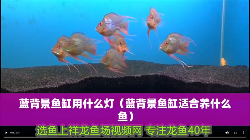 藍背景魚缸用什么燈（藍背景魚缸適合養(yǎng)什么魚）