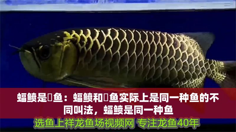 蝠鲼是魟魚：蝠鲼和魟魚實際上是同一種魚的不同叫法，蝠鲼是同一種魚