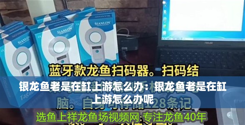龍魚 銀龍魚老是在缸上游怎么辦:銀龍魚老是在缸上游怎么辦呢 水族問答 銀龍魚老是在缸上游怎么辦:銀龍魚老是在缸上游怎么辦呢 銀龍魚老是在缸上游怎么辦:銀龍魚老是在缸上游怎么辦呢 水族問答
