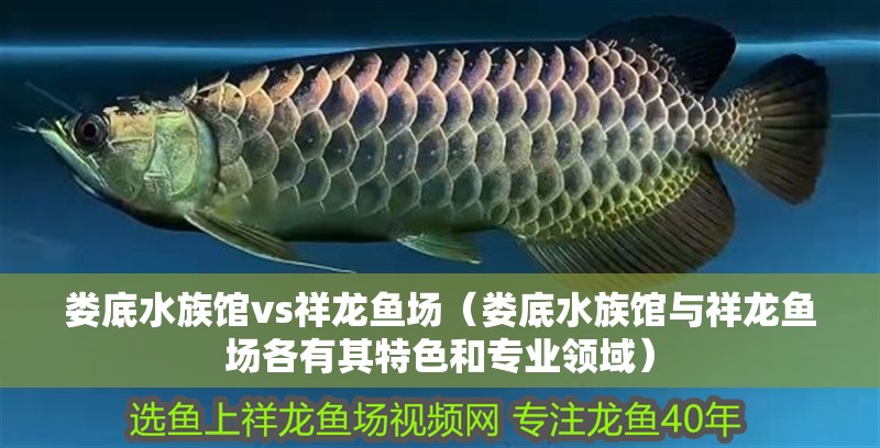 婁底水族館vs祥龍魚場（婁底水族館與祥龍魚場各有其特色和專業領域）