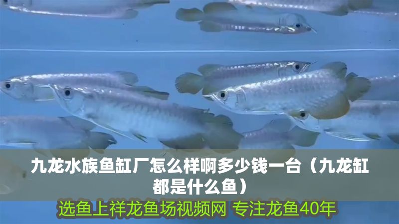 九龍水族魚缸廠怎么樣啊多少錢一臺（九龍缸都是什么魚）