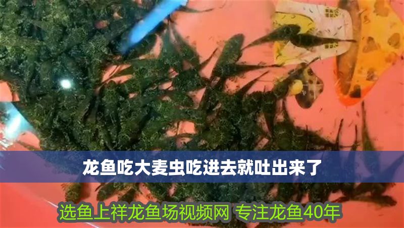 龍魚吃大麥蟲吃進去就吐出來了