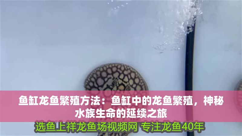 魚缸龍魚繁殖方法：魚缸中的龍魚繁殖，神秘水族生命的延續之旅