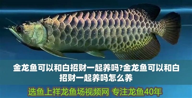 金龍魚可以和白招財一起養嗎?金龍魚可以和白招財一起養嗎怎么養