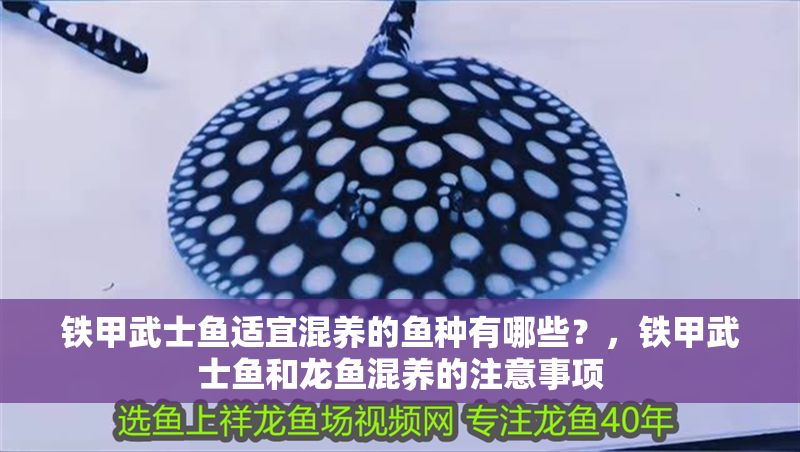 鐵甲武士魚適宜混養(yǎng)的魚種有哪些？，鐵甲武士魚和龍魚混養(yǎng)的注意事項(xiàng)