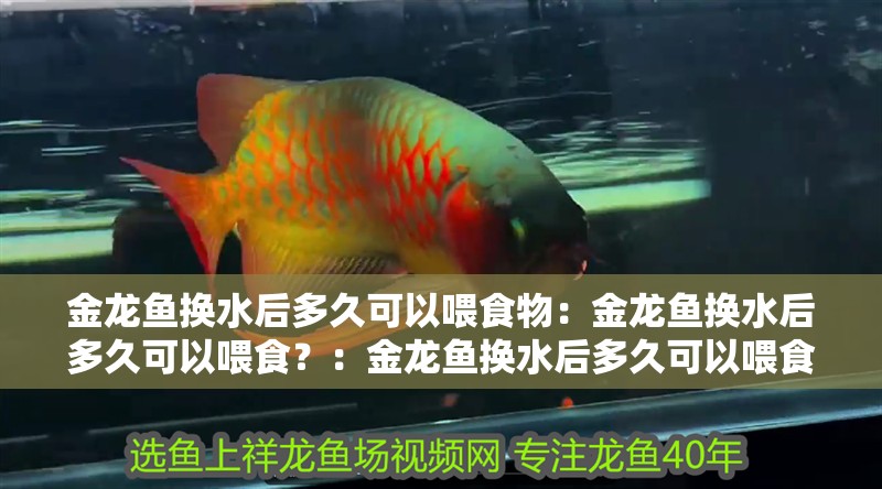 金龍魚換水后多久可以喂食物：金龍魚換水后多久可以喂食？：金龍魚換水后多久可以喂食