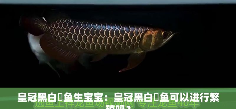 皇冠黑白魟魚生寶寶：皇冠黑白魟魚可以進行繁殖嗎？