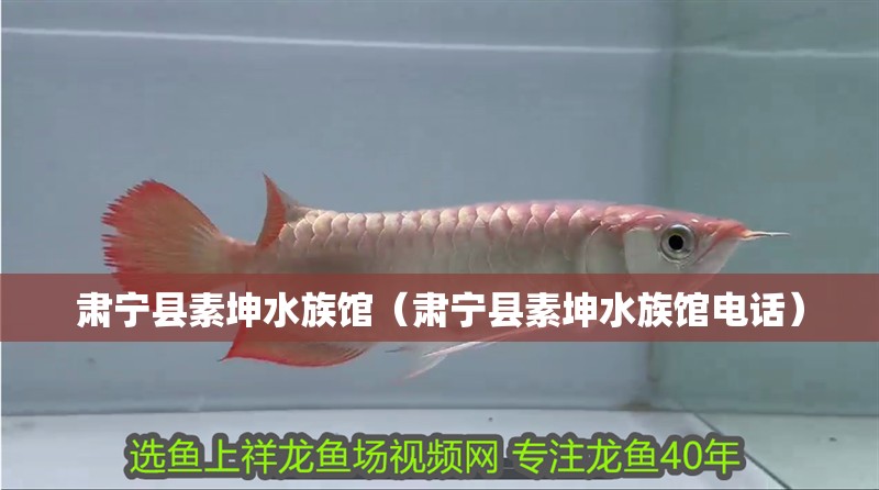 肅寧縣素坤水族館（肅寧縣素坤水族館電話）