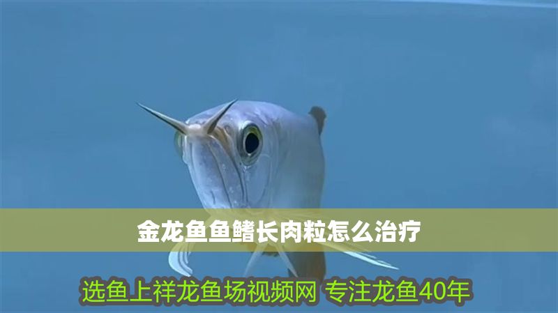 金龍魚魚鰭長肉粒怎么治療