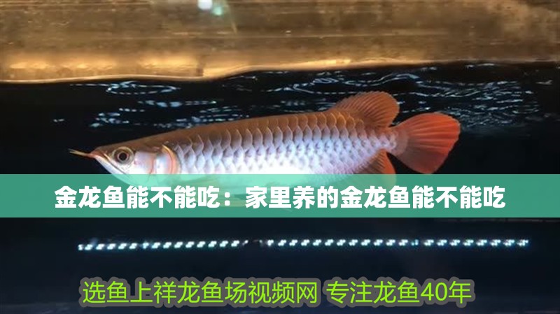 金龍魚能不能吃：家里養的金龍魚能不能吃
