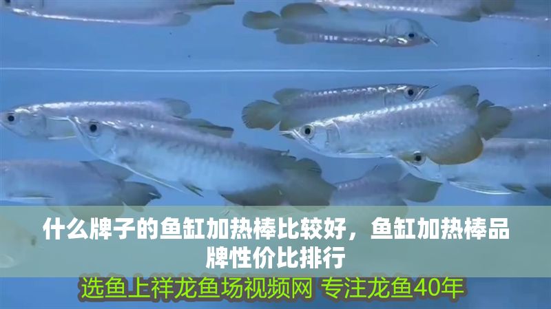 什么牌子的魚缸加熱棒比較好，魚缸加熱棒品牌性價比排行