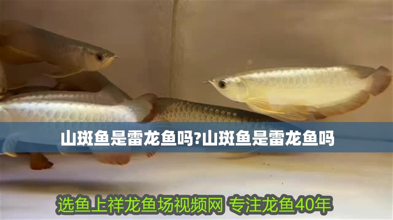 山斑魚是雷龍魚嗎?山斑魚是雷龍魚嗎