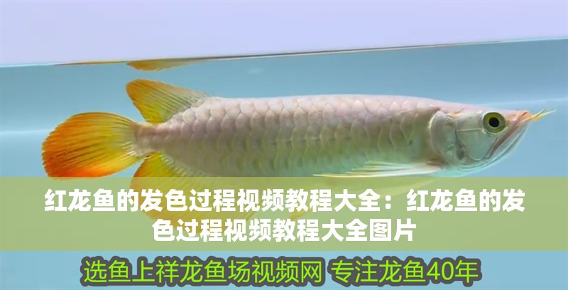 紅龍魚的發色過程視頻教程大全：紅龍魚的發色過程視頻教程大全圖片 紅龍魚的發色過程視頻教程大全：紅龍魚的發色過程視頻教程大全圖片 水族問答