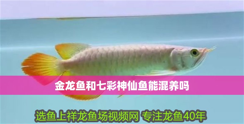 金龍魚和七彩神仙魚能混養(yǎng)嗎