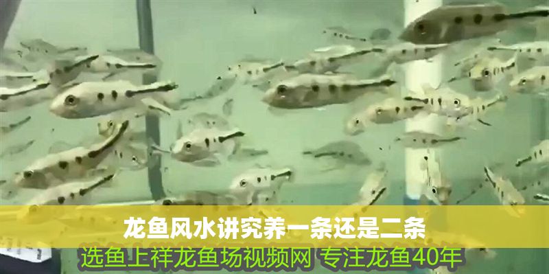 龍魚風水講究養一條還是二條 龍魚風水講究養一條還是二條 龍魚百科 第2張