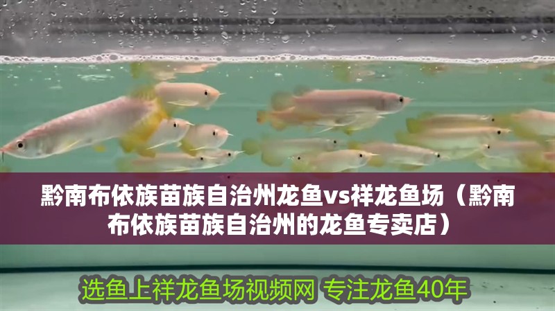 黔南布依族苗族自治州龍魚vs祥龍魚場（黔南布依族苗族自治州的龍魚專賣店）