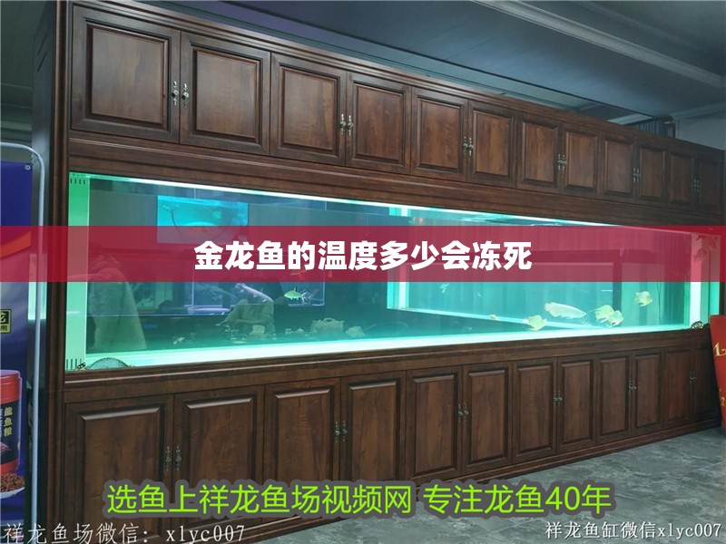 金龍魚的溫度多少會凍死 金龍魚的溫度多少會凍死 龍魚百科 第1張