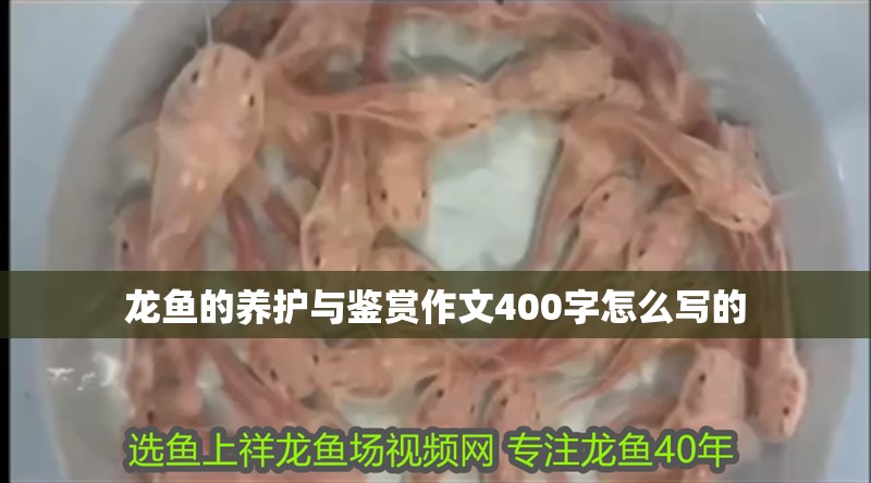 龍魚的養護與鑒賞作文400字怎么寫的