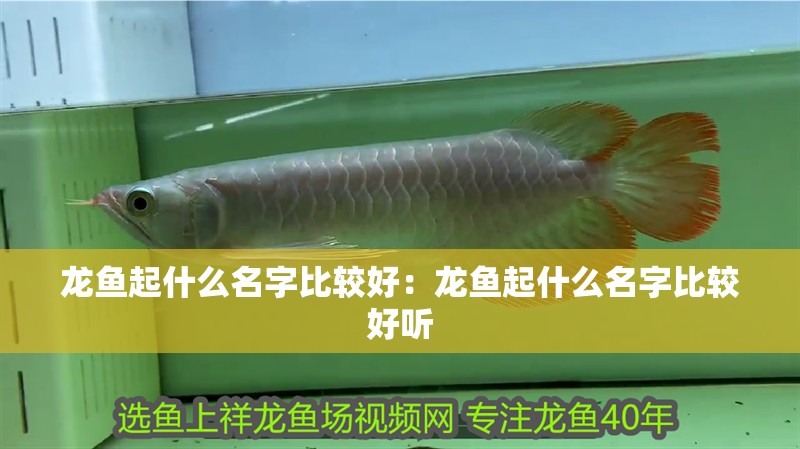 龍魚起什么名字比較好：龍魚起什么名字比較好聽