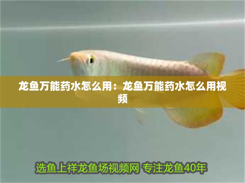 龍魚萬能藥水怎么用：龍魚萬能藥水怎么用視頻 龍魚萬能藥水怎么用：龍魚萬能藥水怎么用視頻 水族問答