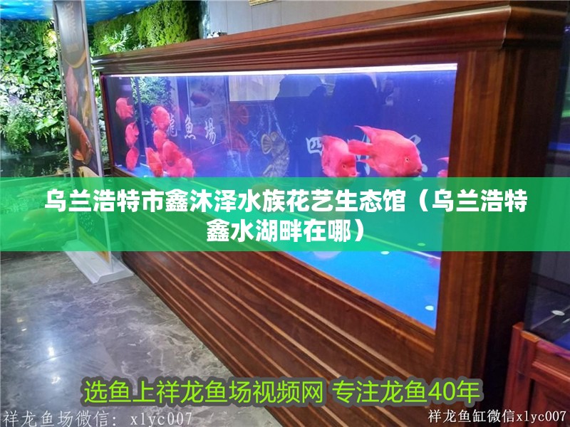 烏蘭浩特市鑫沐澤水族花藝生態館（烏蘭浩特鑫水湖畔在哪）