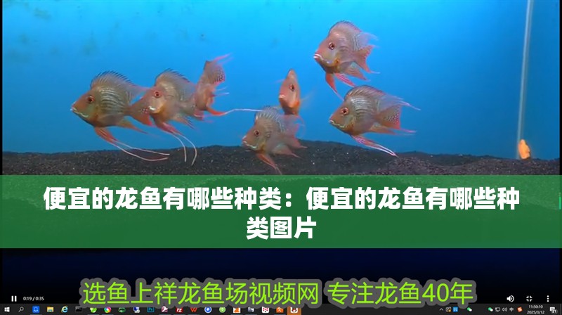 便宜的龍魚有哪些種類：便宜的龍魚有哪些種類圖片 便宜的龍魚有哪些種類：便宜的龍魚有哪些種類圖片 水族問答