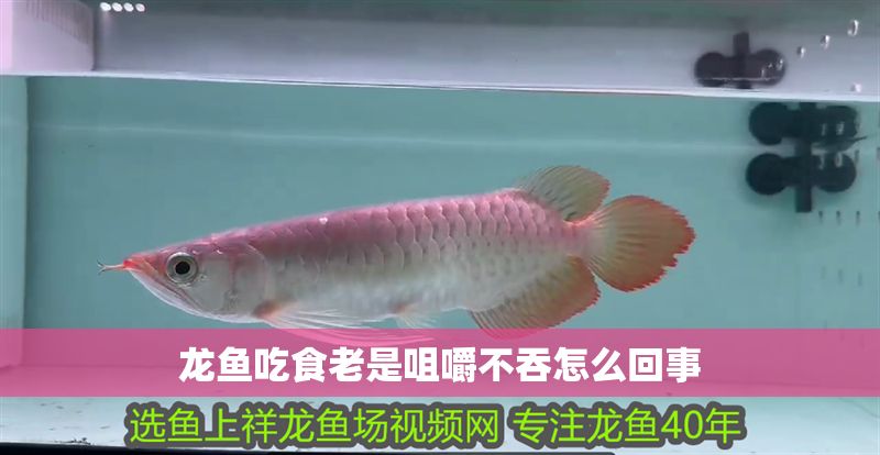 龍魚吃食老是咀嚼不吞怎么回事