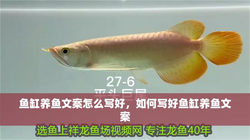 魚缸養(yǎng)魚文案怎么寫好，如何寫好魚缸養(yǎng)魚文案