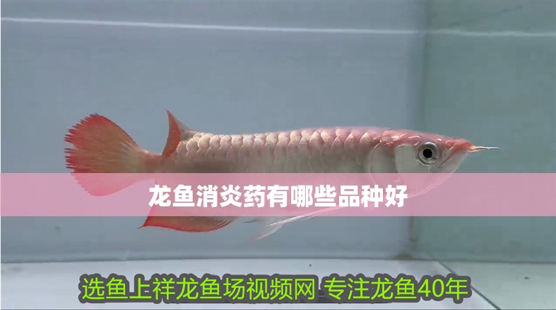 龍魚(yú)消炎藥有哪些品種好 龍魚(yú)百科 第2張 龍魚(yú)消炎藥有哪些品種好 龍魚(yú)消炎藥有哪些品種好 龍魚(yú)百科 第2張