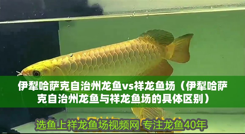 <strong><mark>伊犁</mark></strong>哈薩克自治州龍魚vs祥龍魚場（<strong><mark>伊犁</mark></strong>哈薩克自治州龍魚與祥龍魚場的具體區別）