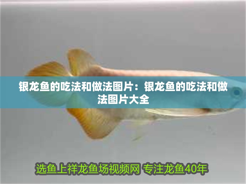 銀龍魚的吃法和做法圖片:銀龍魚的吃法和做法圖片大全 水族問答 銀龍魚的吃法和做法圖片:銀龍魚的吃法和做法圖片大全 銀龍魚的吃法和做法圖片:銀龍魚的吃法和做法圖片大全 水族問答