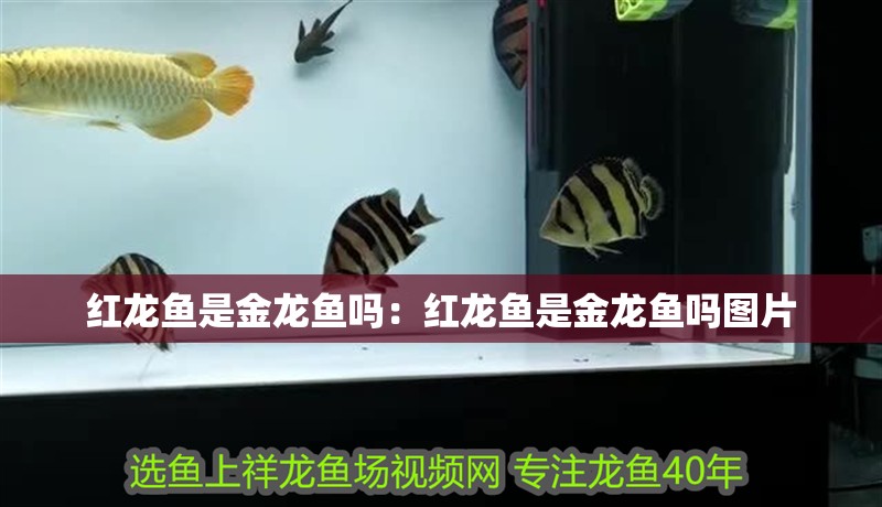 紅龍魚是金龍魚嗎：紅龍魚是金龍魚嗎圖片