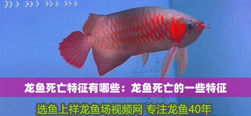 龍魚(yú)死亡特征有哪些：龍魚(yú)死亡的一些特征