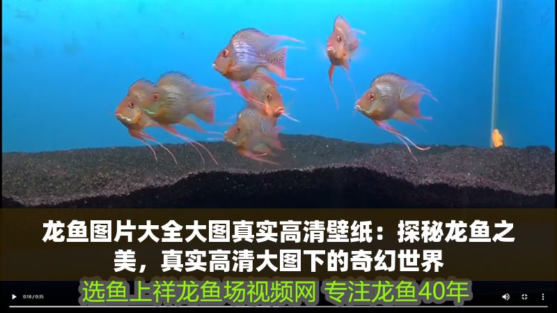 龍魚圖片大全大圖真實高清壁紙：探秘龍魚之美，真實高清大圖下的奇幻世界