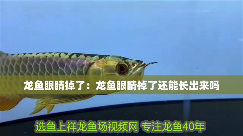 龍魚眼睛掉了：龍魚眼睛掉了還能長出來嗎 龍魚眼睛掉了：龍魚眼睛掉了還能長出來嗎 水族問答