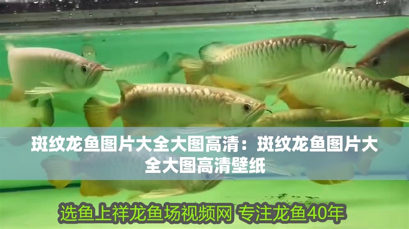 斑紋龍魚圖片大全大圖高清：斑紋龍魚圖片大全大圖高清壁紙