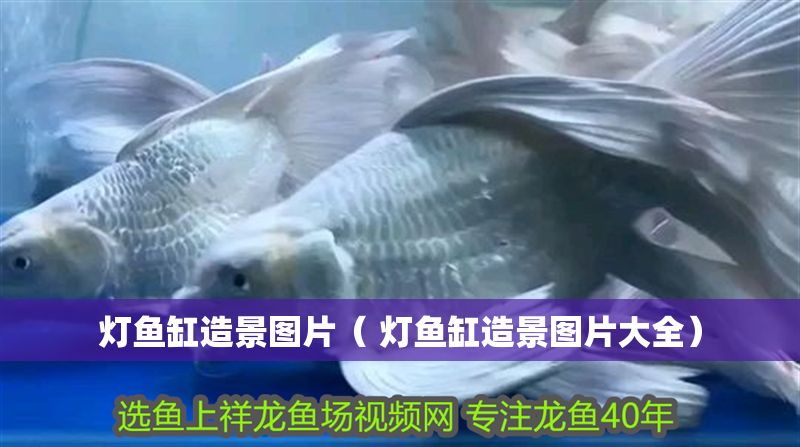 燈魚缸造景圖片（ 燈魚缸造景圖片大全）