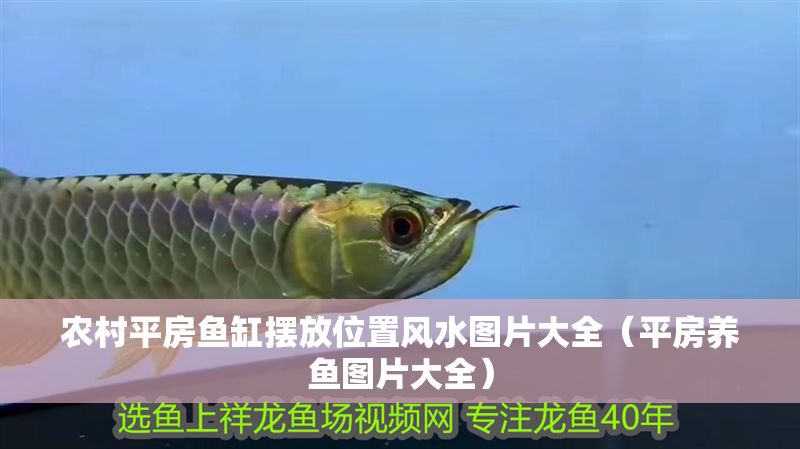 農村平房魚缸擺放位置風水圖片大全（平房養魚圖片大全）