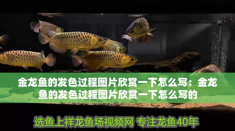 金龍魚的發色過程圖片欣賞一下怎么寫：金龍魚的發色過程圖片欣賞一下怎么寫的