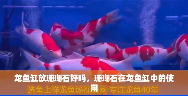 龍魚缸放珊瑚石好嗎，珊瑚石在龍魚缸中的使用