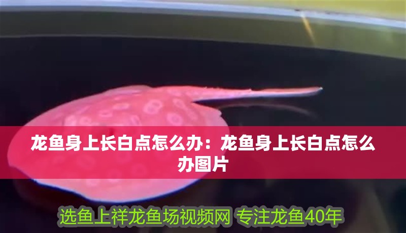 龍魚身上長白點怎么辦：龍魚身上長白點怎么辦圖片